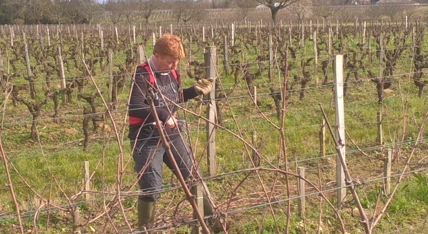 visite au Château en Pessac-Léognan, taille et tirage des bois