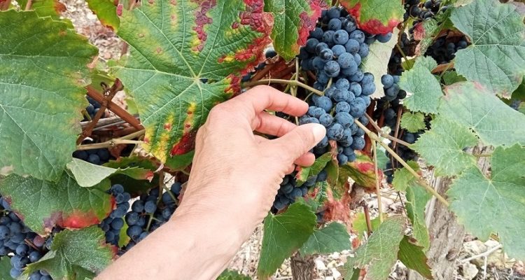 deguster des raisins dans les vigne sde saint emilion pendant les vendanges