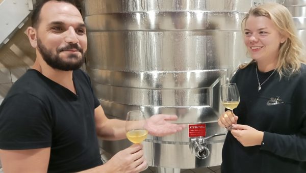 deguster et visiter les caves d'un chateau à bordeaux pendant les vendanges